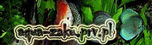 www.akwa-zaku.prv.pl